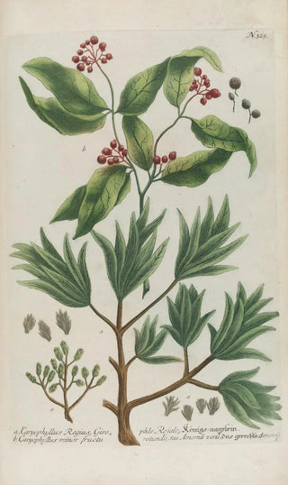 Johann Wilhelm Weinmann - Phytanthoza iconographia Pl048.webp