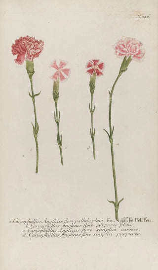 Johann Wilhelm Weinmann - Phytanthoza iconographia Pl049.webp