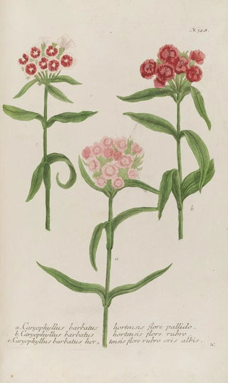 Johann Wilhelm Weinmann - Phytanthoza iconographia Pl051.webp