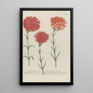 Johann Wilhelm Weinmann - Phytanthoza iconographia Pl061.webp