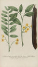 Phytanthoza iconographia Pl063 - Johann Wilhelm Weinmann — widok dzieła