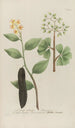 Phytanthoza iconographia Pl064 - Johann Wilhelm Weinmann — widok dzieła