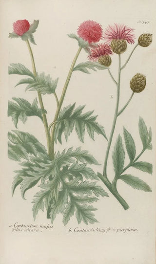 Johann Wilhelm Weinmann - Phytanthoza iconographia Pl070.webp