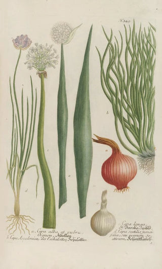 Johann Wilhelm Weinmann - Phytanthoza iconographia Pl072.webp