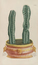 Phytanthoza iconographia Pl079 - Johann Wilhelm Weinmann — widok dzieła