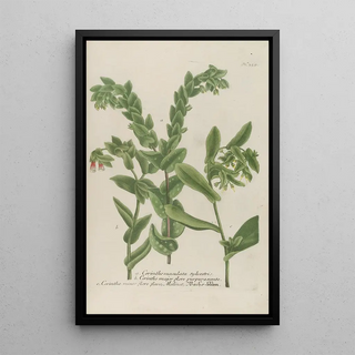 Johann Wilhelm Weinmann - Phytanthoza iconographia Pl082.webp