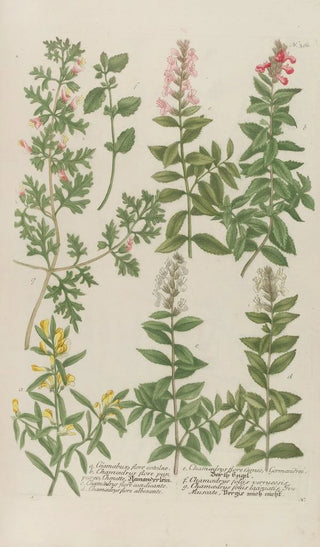 Johann Wilhelm Weinmann - Phytanthoza iconographia Pl084.webp