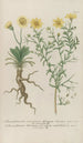 Phytanthoza iconographia Pl093 - Johann Wilhelm Weinmann — widok dzieła