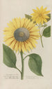 Phytanthoza iconographia Pl096 - Johann Wilhelm Weinmann — widok dzieła
