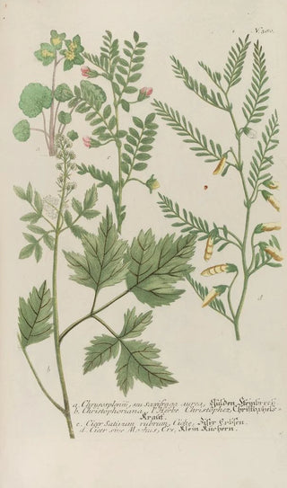 Johann Wilhelm Weinmann - Phytanthoza iconographia Pl103.webp