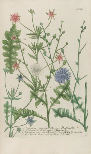 Johann Wilhelm Weinmann - Phytanthoza iconographia Pl104.webp