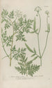 Phytanthoza iconographia Pl107 - Johann Wilhelm Weinmann — widok dzieła