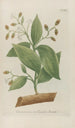 Phytanthoza iconographia Pl108 - Johann Wilhelm Weinmann — widok dzieła