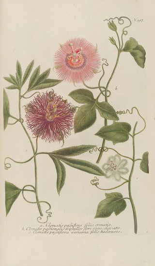 Johann Wilhelm Weinmann - Phytanthoza iconographia Pl120.webp