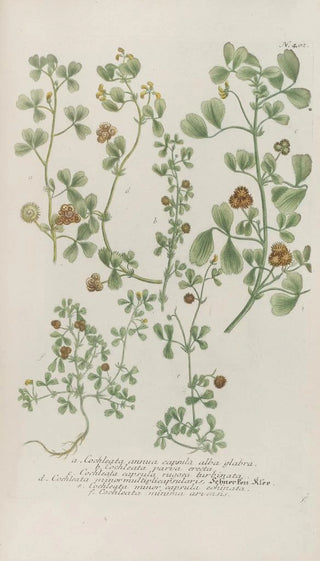 Johann Wilhelm Weinmann - Phytanthoza iconographia Pl125.webp