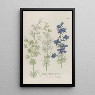 Johann Wilhelm Weinmann - Phytanthoza iconographia Pl132.webp