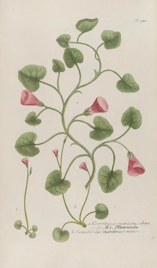 Johann Wilhelm Weinmann - Phytanthoza iconographia Pl143.webp