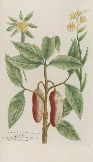 Johann Wilhelm Weinmann - Phytanthoza iconographia Pl147.webp