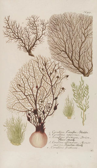 Johann Wilhelm Weinmann - Phytanthoza iconographia Pl150.webp