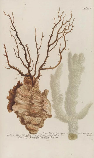 Johann Wilhelm Weinmann - Phytanthoza iconographia Pl151.webp