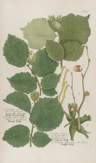 Johann Wilhelm Weinmann - Phytanthoza iconographia Pl154.webp