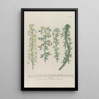 Johann Wilhelm Weinmann - Phytanthoza iconographia Pl180.webp