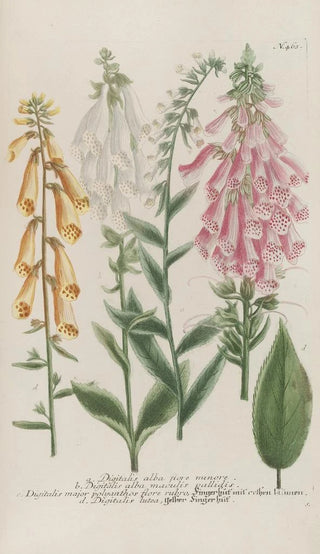 Johann Wilhelm Weinmann - Phytanthoza iconographia Pl186.webp