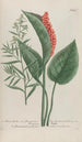 Phytanthoza iconographia Pl194 - Johann Wilhelm Weinmann — widok dzieła