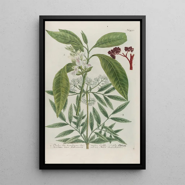 Johann Wilhelm Weinmann - Phytanthoza iconographia Pl196.webp