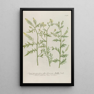 Johann Wilhelm Weinmann - Phytanthoza iconographia Pl205.webp