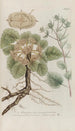 Phytanthoza iconographia Pl209 - Johann Wilhelm Weinmann — widok dzieła
