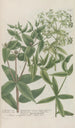 Phytanthoza iconographia Pl213 - Johann Wilhelm Weinmann — widok dzieła
