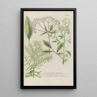 Johann Wilhelm Weinmann - Phytanthoza iconographia Pl218.webp