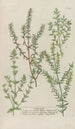 Phytanthoza iconographia Pl222 - Johann Wilhelm Weinmann — widok dzieła