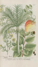 Phytanthoza iconographia Pl224 - Johann Wilhelm Weinmann — widok dzieła