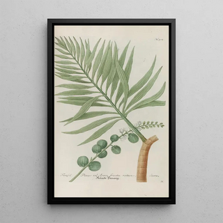 Johann Wilhelm Weinmann - Phytanthoza iconographia Pl225.webp