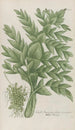 Phytanthoza iconographia Pl226 - Johann Wilhelm Weinmann — widok dzieła