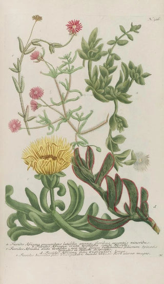 Johann Wilhelm Weinmann - Phytanthoza iconographia Pl229.webp