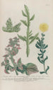 Phytanthoza iconographia Pl230 - Johann Wilhelm Weinmann — widok dzieła