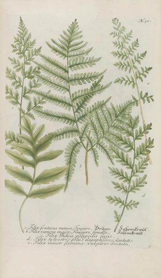 Johann Wilhelm Weinmann - Phytanthoza iconographia Pl234.webp