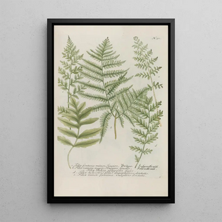 Johann Wilhelm Weinmann - Phytanthoza iconographia Pl234.webp