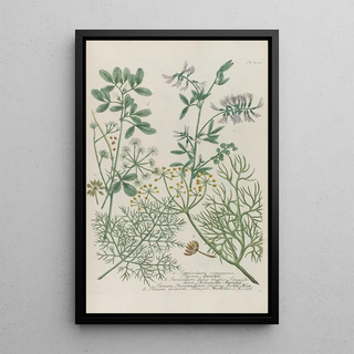 Johann Wilhelm Weinmann - Phytanthoza iconographia Pl236.webp