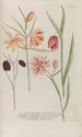 Phytanthoza iconographia Pl240 - Johann Wilhelm Weinmann — widok dzieła