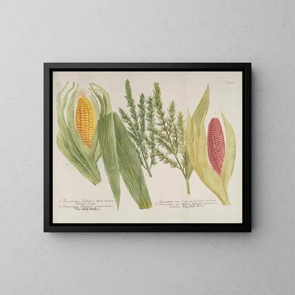 Phytanthoza iconographia Pl241 - Johann Wilhelm Weinmann — oprawiony obraz na ścianie