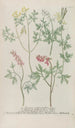Phytanthoza iconographia Pl243 - Johann Wilhelm Weinmann — widok dzieła