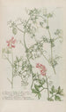 Phytanthoza iconographia Pl244 - Johann Wilhelm Weinmann — widok dzieła