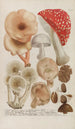 Phytanthoza iconographia Pl245 - Johann Wilhelm Weinmann — widok dzieła