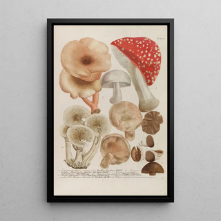 Johann Wilhelm Weinmann - Phytanthoza iconographia Pl245.webp