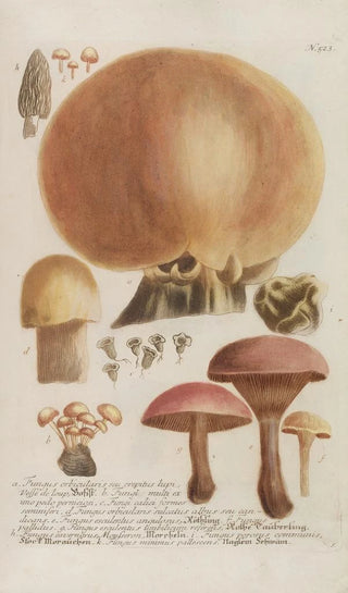 Johann Wilhelm Weinmann - Phytanthoza iconographia Pl246.webp