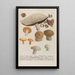 Phytanthoza iconographia Pl247 - Johann Wilhelm Weinmann — oprawiony obraz na ścianie